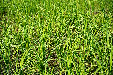 《街头霸王6》嘉米·怀特主题曲 6月2日发售